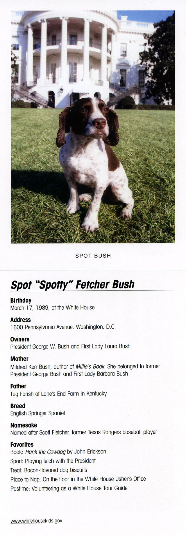 Spot Bush